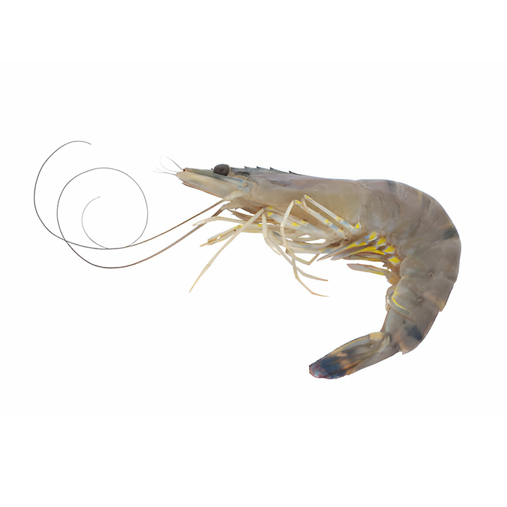 Picture of Black Tiger Shrimp Head On Skin On Small 18-20pcs 500g