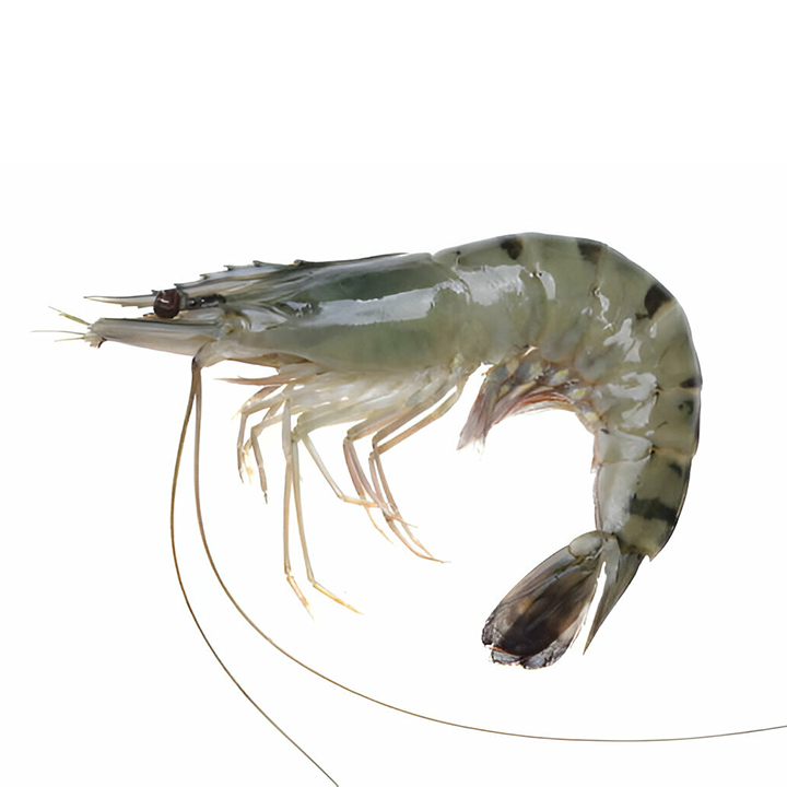 Picture of Black Tiger Shrimp Head On Skin On Medium 15-16pcs 500g