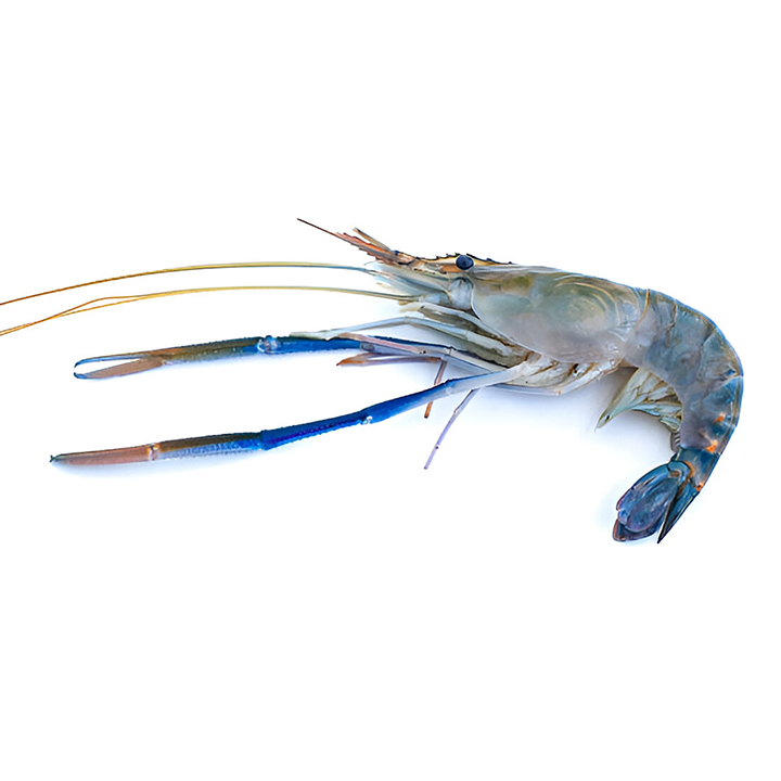 Picture of Golda Shrimp Head On Skin On Medium 8-9pcs 500g
