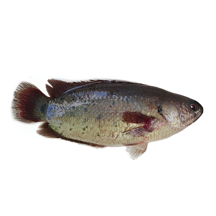 Picture of Koi Cut & Clean Iqf 500g