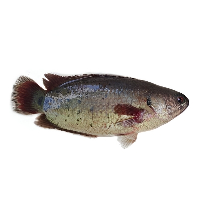 Picture of Koi Cut & Clean Iqf 500g