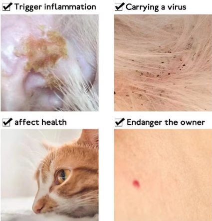 Picture of Anti Flea Tick Collar Neck Belt For Cat Small Dog Antiparasitic 8Month Protection Adjustable Cat  Puppy Collar Breakaway Pet Accessories