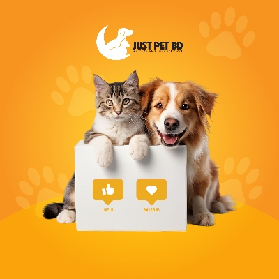 Picture of Cango Chicken Flavor Adult Cat Dry Food 1 KG Made in Turkey