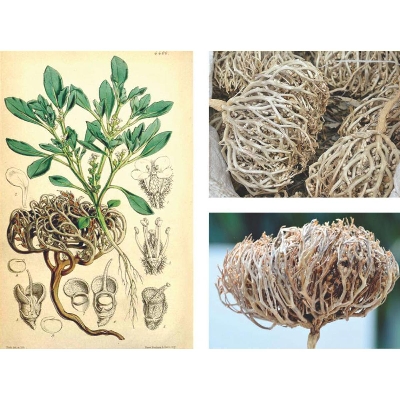 Picture of Moriom Flower Moriom Ful