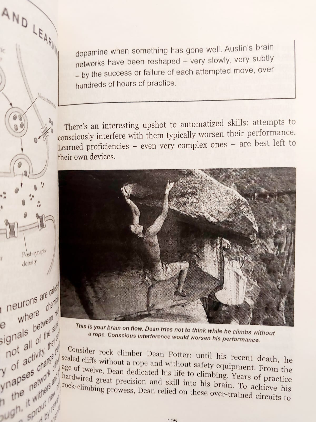 Picture of The Brain: The Story of You by David Eagleman - Premium - Paperback