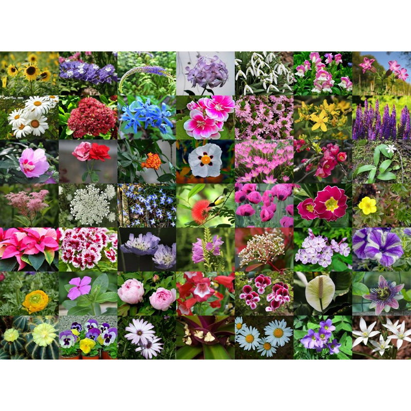 Picture of 21 Type Flower Seed Combo Pack Mix Color Seed - ২১ রকম ফুলের বীজের কোম্বো প্যাক