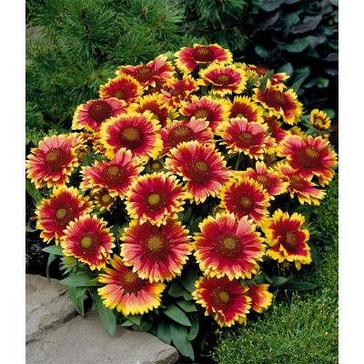 Picture of Galadia Flower Seed - 20+ pcs Mix Color F2 Hybrid Seed