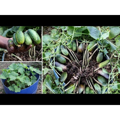 Picture of Khirai (খিরাই) Seed - 20+ Seed