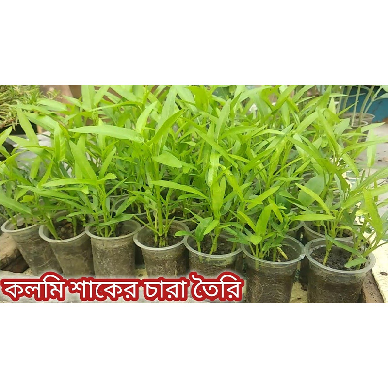 Picture of ঘিমা কলমি শাকের বিজ - ১০ গ্রাম বীজের মিনি রিপ্যাক