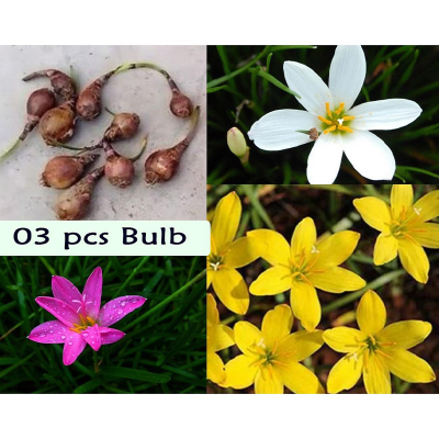 Picture of Rain Lily Flower Bulb (Big Seed) - 3 pcs - White/Pink/Yellow - Mix Color