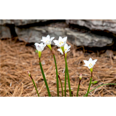 Picture of Rain Lily Flower Bulb (Big Seed) - 3 pcs - White/Pink/Yellow - Mix Color