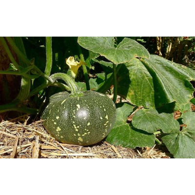 Picture of Pumpkin Seed (মিষ্টি কুমড়া) - 20+ pcs Seed - All Season