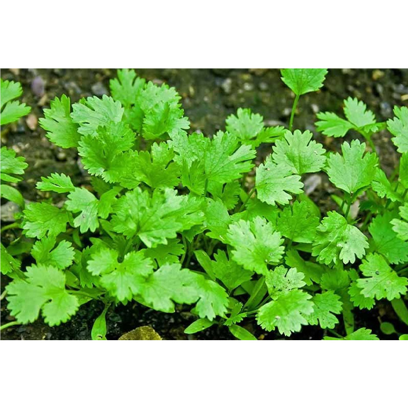 Picture of Dhonia (ধনিয়া পাতা )  - 10gm Hybrid Seed Mini Pack