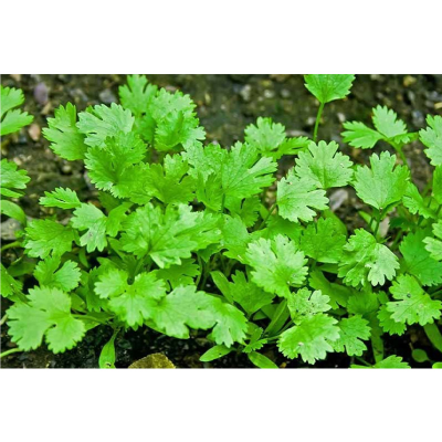 Picture of Dhonia (ধনিয়া পাতা )  - 10gm Hybrid Seed Mini Pack