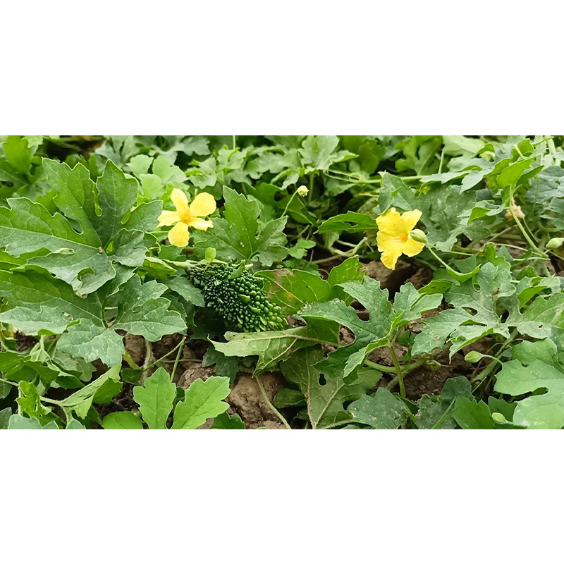Picture of Desi Ucce (দেশি উচ্ছে) - 20+ Seed For All Season