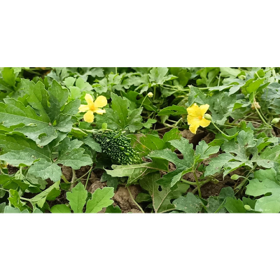 Picture of Desi Ucce (দেশি উচ্ছে) - 20+ Seed For All Season