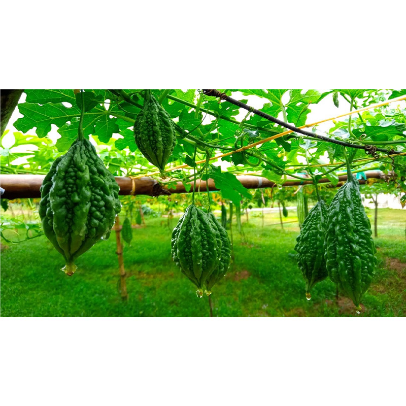 Picture of Desi Ucce (দেশি উচ্ছে) - 20+ Seed For All Season