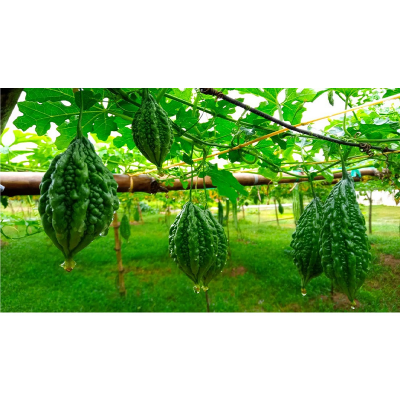 Picture of Desi Ucce (দেশি উচ্ছে) - 20+ Seed For All Season
