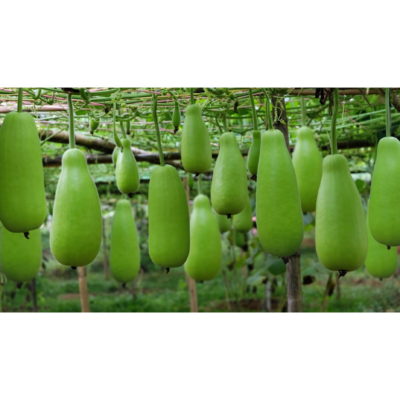 Picture of লাউ এর বীজ / - 20+ pcs Seed Lau Seed - All Season 