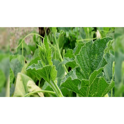 Picture of লাউ এর বীজ / - 20+ pcs Seed Lau Seed - All Season 