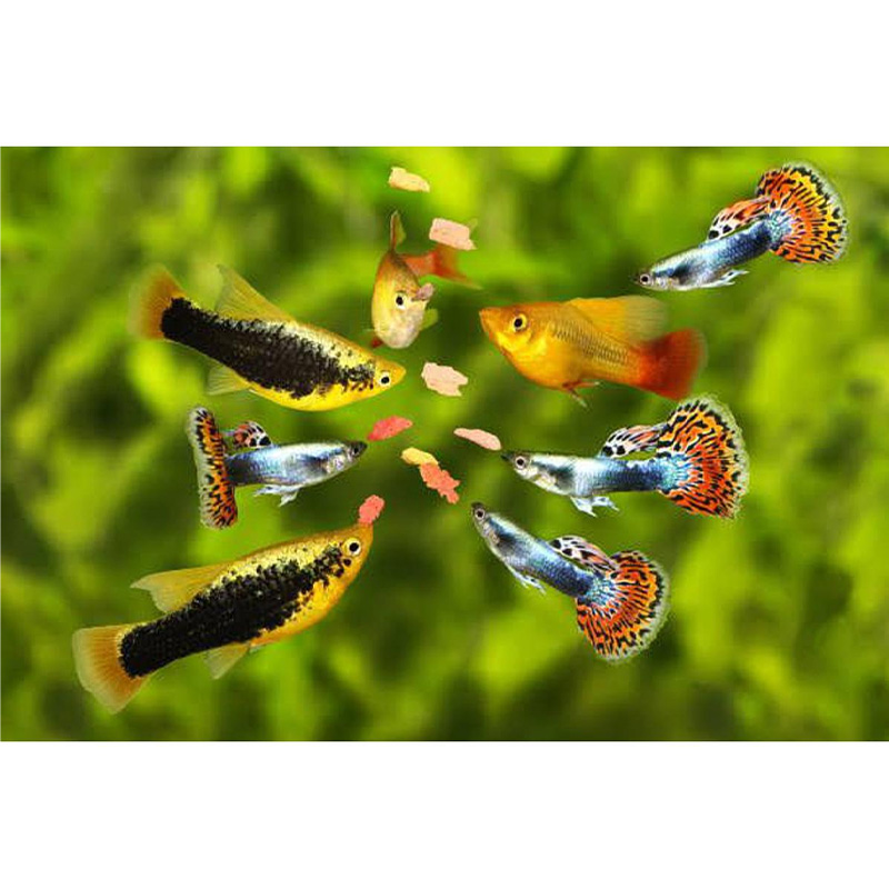 Picture of Aquriam Fish Food - 100 gm Intect Pack of Food for all kind of Fish