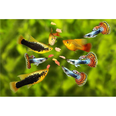 Picture of Aquriam Fish Food - 100 gm Intect Pack of Food for all kind of Fish