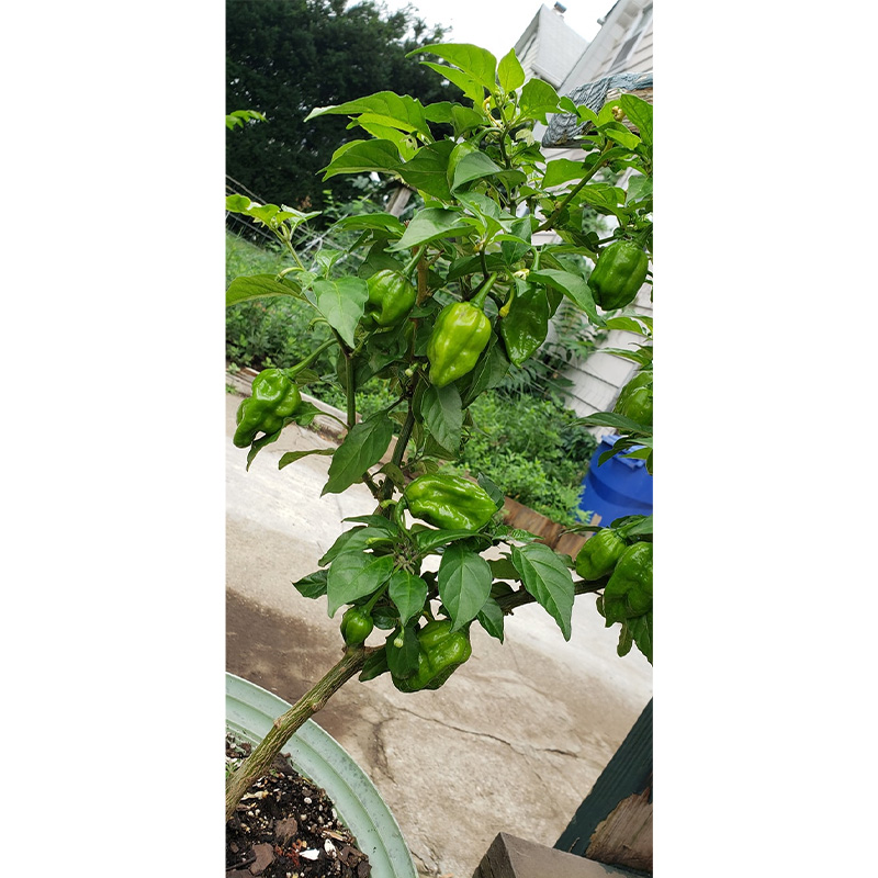 Picture of Long Chili Seed - 100+ pcs -  মরিচের বিজ