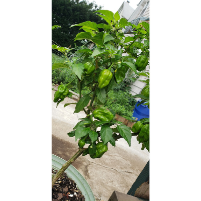 Picture of Long Chili Seed - 100+ pcs -  মরিচের বিজ