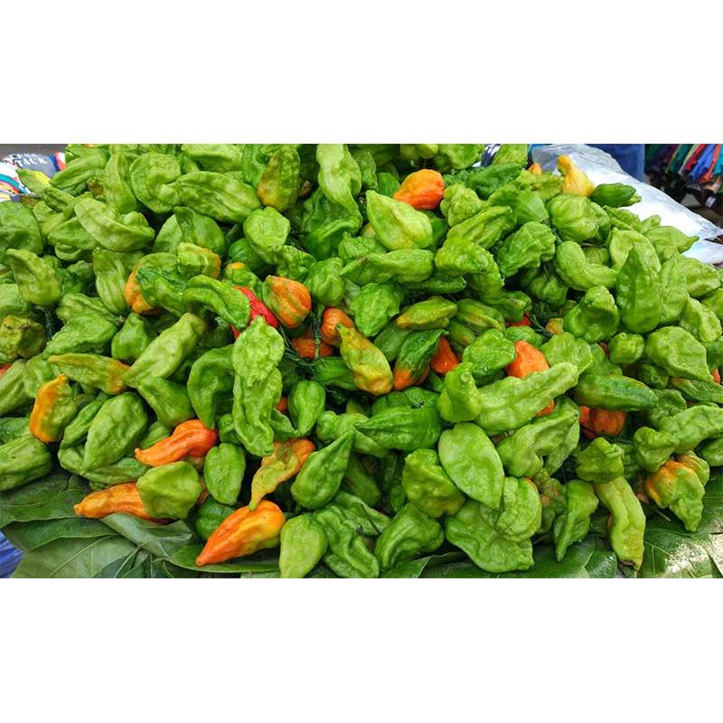 Picture of Long Chili Seed - 100+ pcs -  মরিচের বিজ