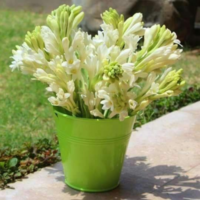 Picture of রজনিগন্ধা / Tuberose Flower 10 pcs Mature Bulb/Tuber Of Rojoni Gondha Flower Bulb Big Seed