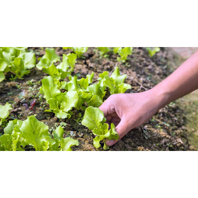 Picture of Lettuse / lettuce leaf biz - 35 pcs f1 hybrid লেটুস ৩৫+ বীজ
