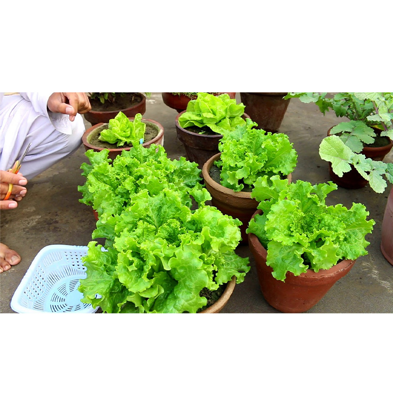 Picture of Lettuse / lettuce leaf biz - 35 pcs f1 hybrid লেটুস ৩৫+ বীজ