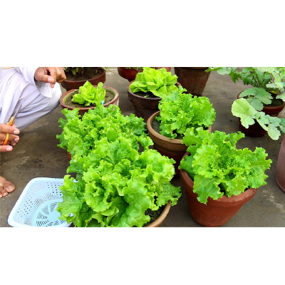 Picture of Lettuse / lettuce leaf biz - 35 pcs f1 hybrid লেটুস ৩৫+ বীজ