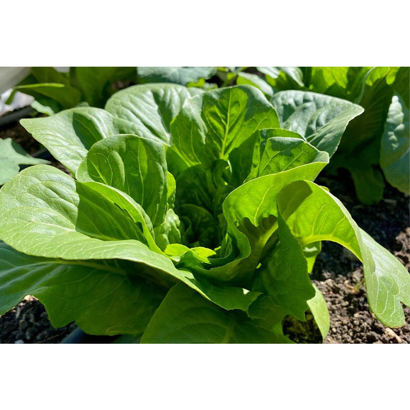 Picture of Lettuse Seed - 100 pcs - লেটুস পাতার বিজ