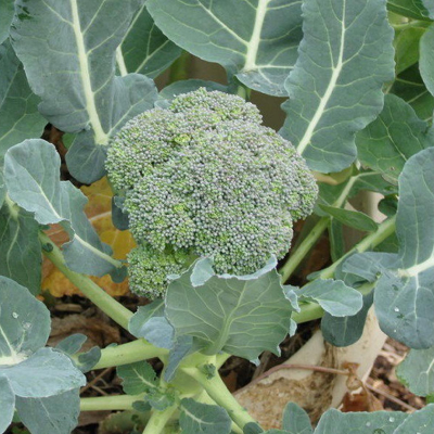 Picture of Broccoli (ব্রকলি)  - 25 pcs F1 Hybrid Seed