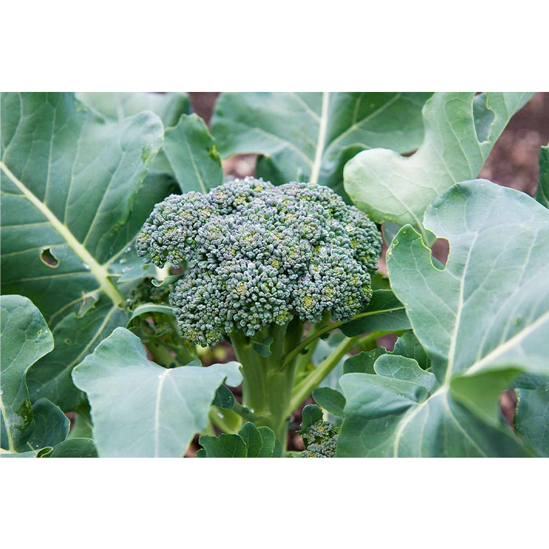 Picture of Broccoli (ব্রকলি)  - 25 pcs F1 Hybrid Seed