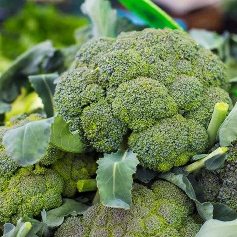 Picture of Broccoli (ব্রকলি) - 50 pcs F1 Hybrid Seed