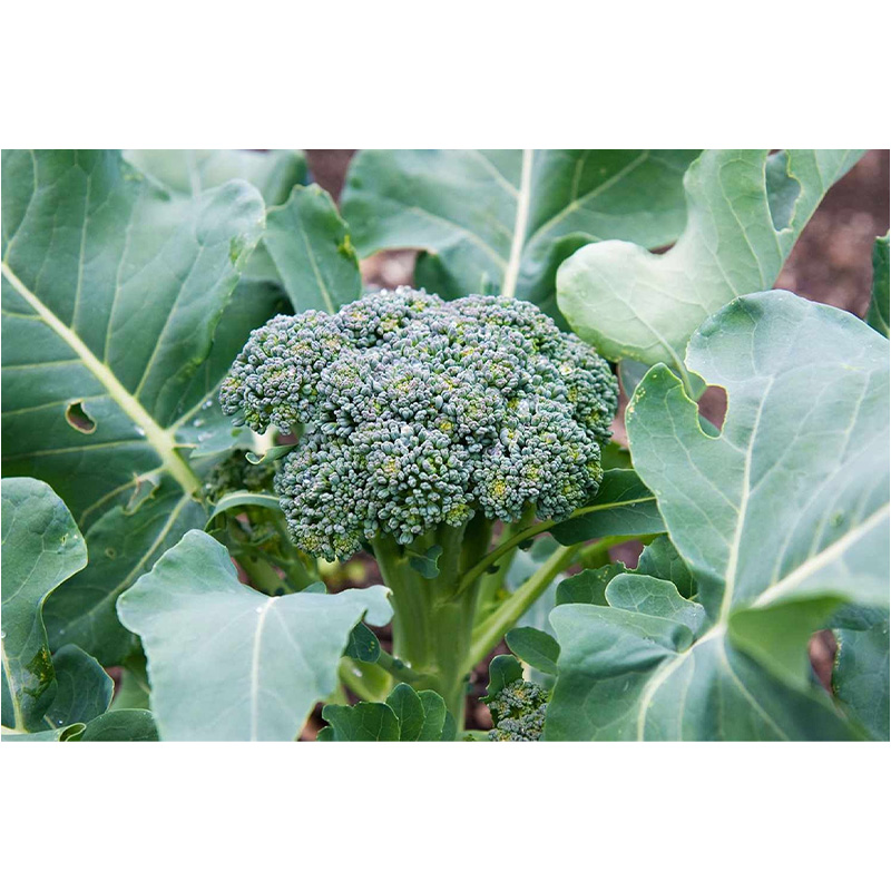 Picture of Broccoli (ব্রকলি) - 50 pcs F1 Hybrid Seed