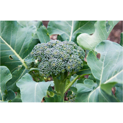 Picture of Broccoli (ব্রকলি) - 50 pcs F1 Hybrid Seed