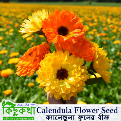 Picture of Calendula / ক্যালেন্ডুলা Flower Seeds - 20 Piece Seeds - F2 Hybrid