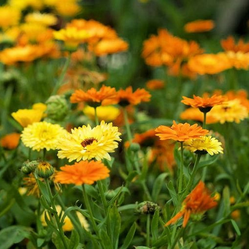 Picture of Calendula / ক্যালেন্ডুলা Flower Seeds - 20 Piece Seeds - F2 Hybrid