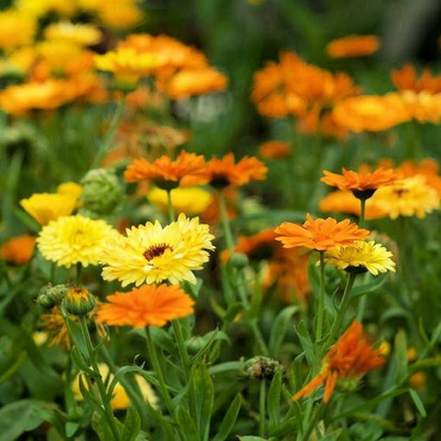 Picture of Calendula / ক্যালেন্ডুলা Flower Seeds - 20 Piece Seeds - F2 Hybrid