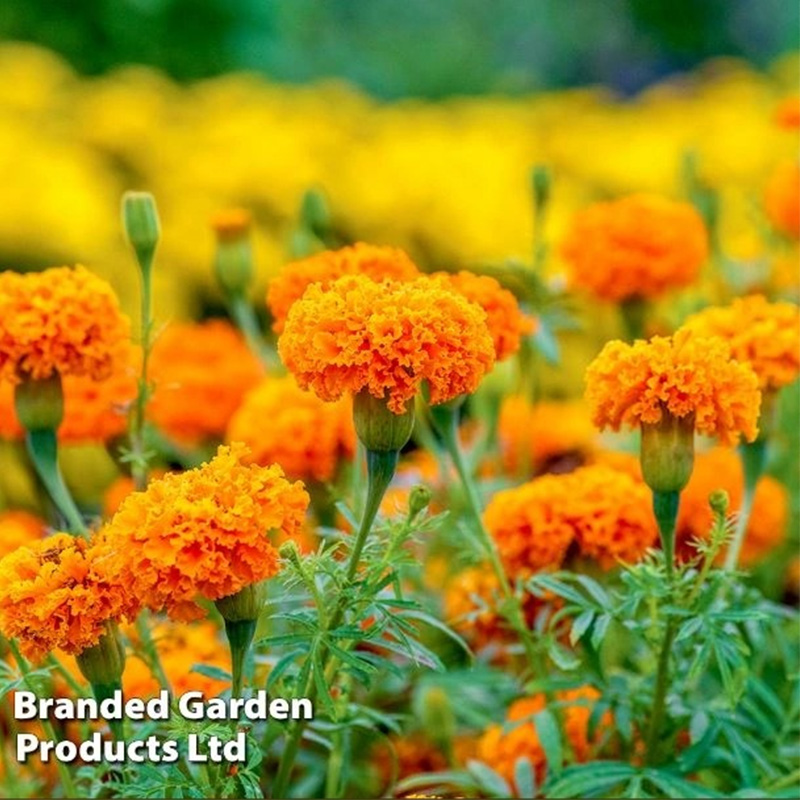 Picture of Marigold Flower / গাদা ফুল- 20 pcs Seed - F2 Hybrid