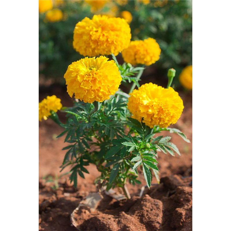 Picture of Marigold Flower / গাদা ফুল- 20 pcs Seed - F2 Hybrid