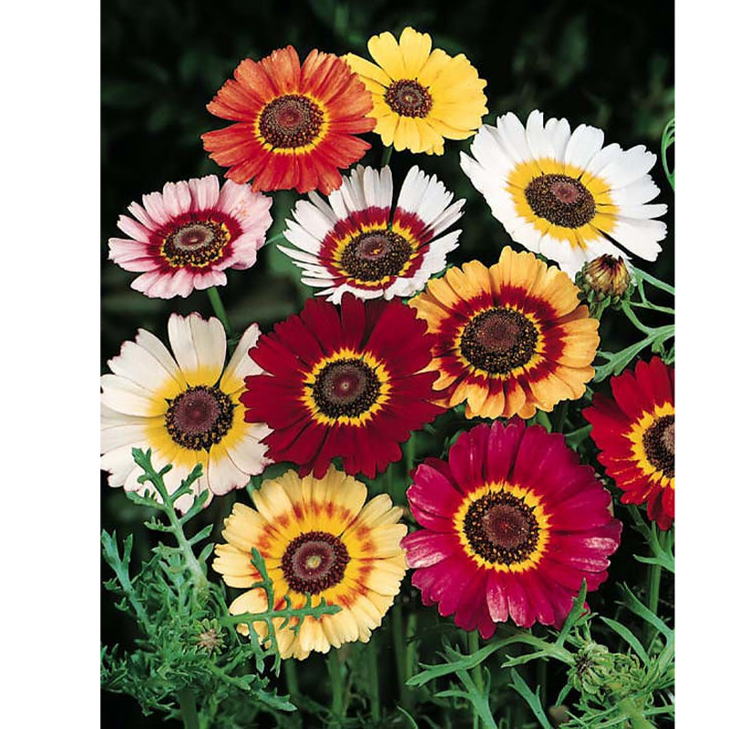 Picture of Chrysanthemum Carinatum Flower - 15 pcs Mix Color Seed