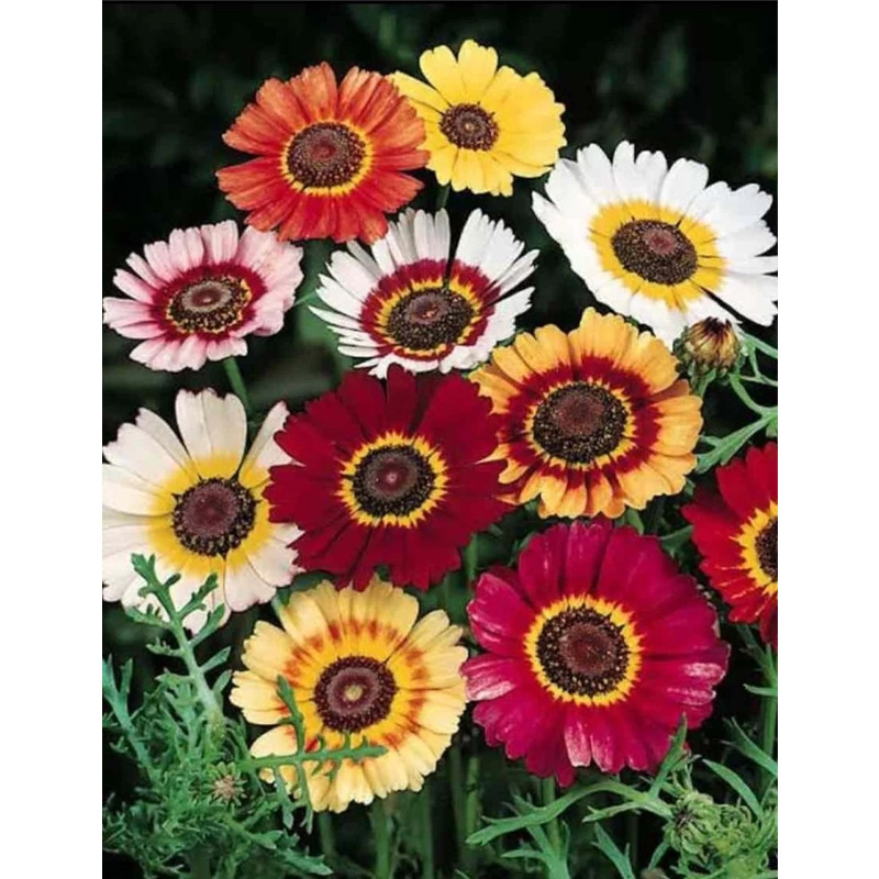 Picture of Chrysanthemum Carinatum Flower - 15 pcs Mix Color Seed