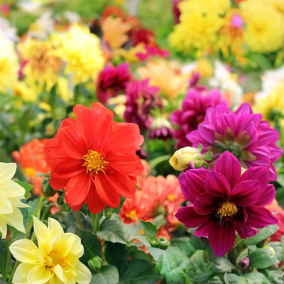 Picture of Dahlia (ডালিয়া ) Flower - 15 pcs Seed F1 Hybrid Mix Color