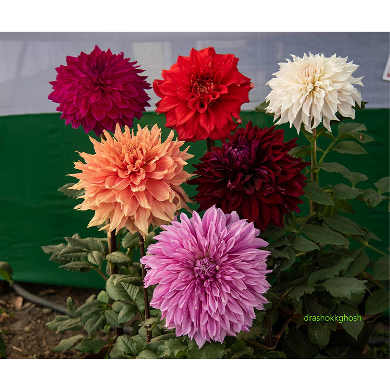 Picture of Dahlia (ডালিয়া ) Flower - 15 pcs Seed F1 Hybrid Mix Color