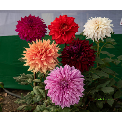 Picture of Dahlia (ডালিয়া ) Flower - 15 pcs Seed F1 Hybrid Mix Color