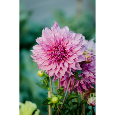 Picture of Dahlia (ডালিয়া ) Flower - 15 pcs Seed F1 Hybrid Mix Color